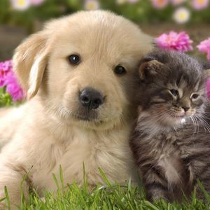 Meet your Posher, Chuck